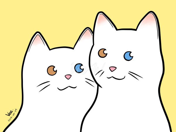 ภาพวาดการ์ตูนแมวคู่ตา 2 สี