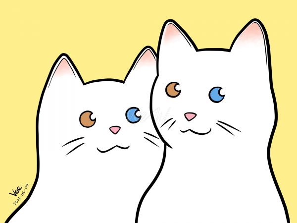 Twin cats with 2 eyes color